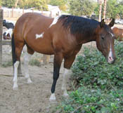 Decco Doc Royal (Ziggy) - APHA reg. gelding - 5 years old